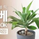 아가베 화분 키우기 아가베아테누아타 다육화분 이미지