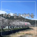 파평도서관 | 파주 밤고지마을, 막바지 2025년 벚꽃 구경 다녀온 후기