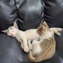 대성카포스 이미지