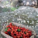 봄날펜션 이미지