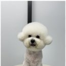 오쿠숑 이미지