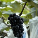 송암농장 이미지