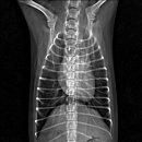 판교종합 동물병원 이미지