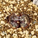 홍문농장 이미지