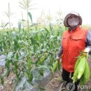 상상초당 이미지