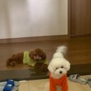 어울리개 이미지