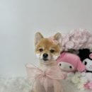 니니 애견 미용실 이미지