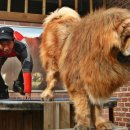 짱오농장 이미지