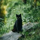 검은고양이 이미지
