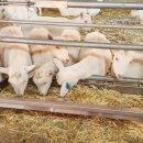 홍천산양목장 이미지