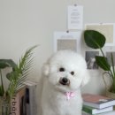 유어펫 살롱 이미지