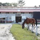 하노버승마장 이미지