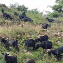 산지흑염소 이미지