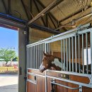 프리미어아레나승마클럽 이미지