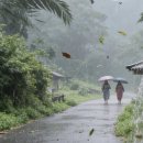 extreme rain 이미지