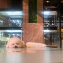 라이크펫 이미지