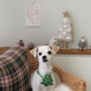 로로앤독 이미지