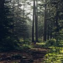 용산숲 입구 이미지