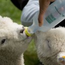 대규농장 이미지