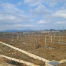 만조 태양광발전소 이미지