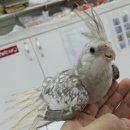 버드모아 이미지