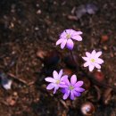 봄의 향기......인천대공원(2019.3.19).3 이미지