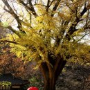 (주)은행나무 이미지