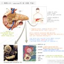 GI 음식들 다시 한번 설명 이미지