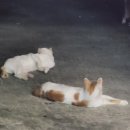 고향 양꼬치 하단점 이미지