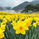 수선화 - 계양구 계산천동로 6 | 수선화