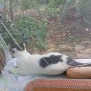 달봉이민박 이미지