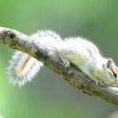 아기다람쥐 이미지