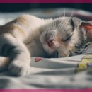 시온동물병원 이미지