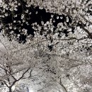 영주 벚꽃야경 이미지