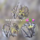 매화꽃망울 터뜨리는 날에~~♡♡ 이미지