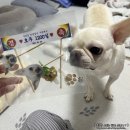 댕댕보스 | 새솔동 수제간식 댕댕보스 방문 후기