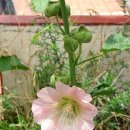 도담셀프주유소 이미지