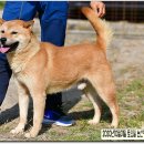 까치말진돗개농장 이미지