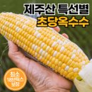 [제주특품보장] 15cm이상 제주도 초고당도 햇 초당옥수수, 1박스, 5개 이미지