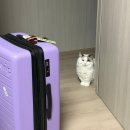 칠성카 | 1일차] 호텔 셔틀버스 찾아 삼만리|옹핑마을 케이블카 구경(빅부다, 포린사원)|paradise dynasty 후기