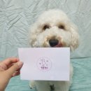 멍플랙스 네이버블로그
