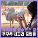 기린여행사(주) | 푸꾸옥 가족여행 가볼만한곳 빈펄 사파리