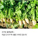 목요일작업 초롱무 주문 받습니다~ 이미지