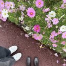 장성황룡강노란꽃잔치 축제장4 | 장성 황룡강 가을꽃축제 2025 후기 | 주차, 먹거리, 열차, 운영기간 총정리