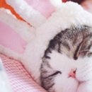 코리아애견샵 이미지