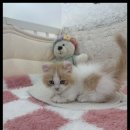 더 반려 강아지분양 고양이분양 잠실본점 이미지