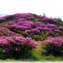 용산농협주유소 이미지