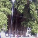 ＜멕시 페루 기행＞ 마야와 잉카를 찾아서 27. 툴레: 세계에서 제일 큰 나무 이미지