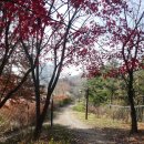 상도근린공원 산책로 이미지