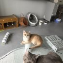 골든키티캐터리 이미지